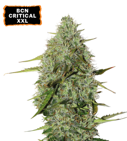 ▷ BCN Critical XXL Autoflower 【THC del 22%+】SeedStockers