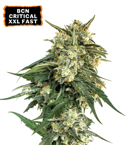 BCN Critical XXL© Fast Fem