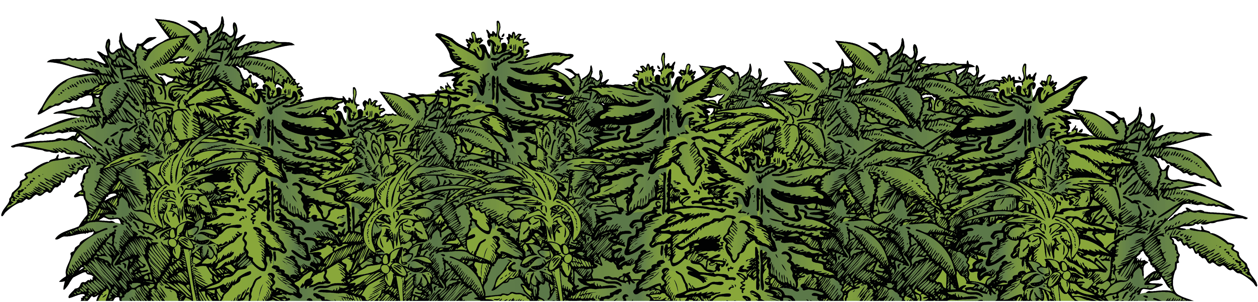 plants-draw