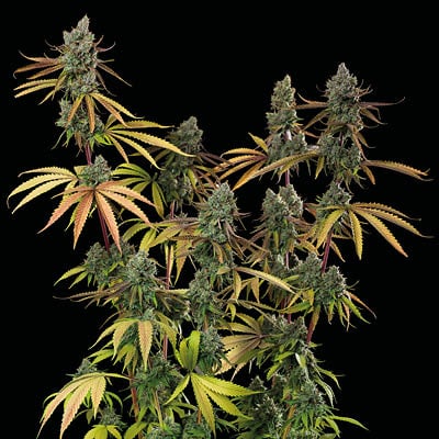 sagrada amnesia fem plant